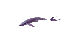 Purple Shark - fantasy - Free PNG
