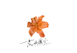 Lily - petal - stem - PNG Images
