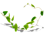 Vine Plant - growth - No Watermark PNG