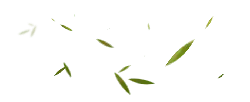 Green Leaves - leaves - PNG Images