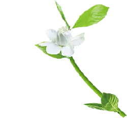 White Flower - PNG