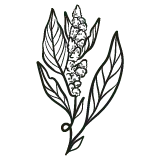 Grape Vine - leaves - No Watermark PNG