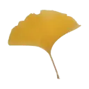 Ginkgo Leaf - High Download Count PNG
