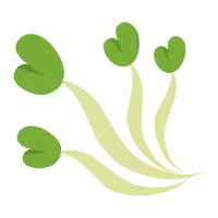 Sprouting Seed - nature - No Watermark PNG