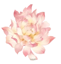 Pink Lotus - lotus - pink - PNG