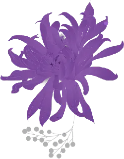 Chrysanthemum - photography - purple - High Resolution PNG