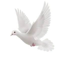 Dove - religion - No Background PNG