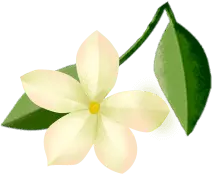 Jasmine - Popular Download PNG