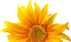 Sunflower - yellow - No Background PNG