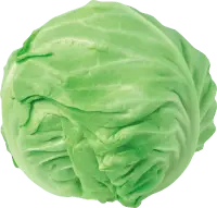 Cabbage - fresh - No Watermark PNG