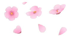Cherry Blossom Petals - PNG