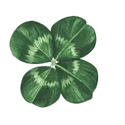 Clover - nature - Free Download PNG