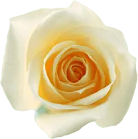White Rose - beautiful - nature - Free Download PNG