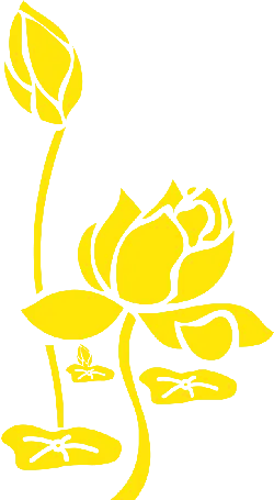 Yellow Lotus - yellow - No Background PNG