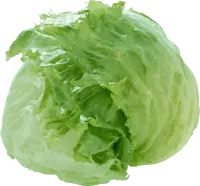 Lettuce - fresh - green - Transparent Background PNG