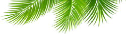 Palm Leaf - nature - vitality - High Resolution PNG