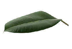 Banana Leaf - green - PNG