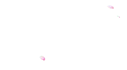 Pink Petals - spring - nature - High Resolution PNG