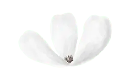 White Flower - beautiful - Transparent Background PNG