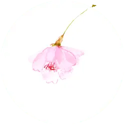 Cherry Blossom - Transparent Background PNG - Designer Recommended PNG
