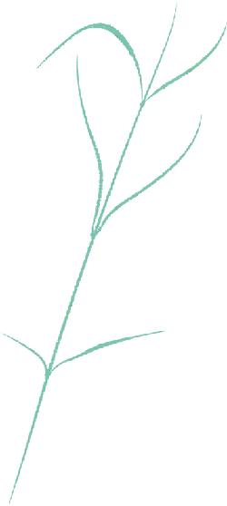 Grass Leaf - nature - Transparent Layer PNG