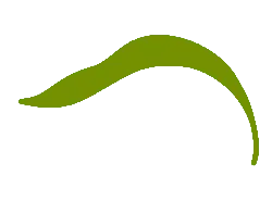 Green Leaf - growth - nature - PNG Images