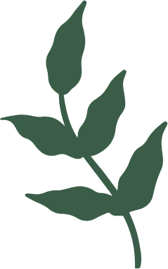 Leaf - PNG Images - leaf