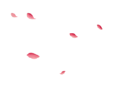Petals - High Quality PNG
