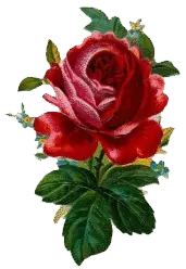 Red Rose - rose - plant - High Resolution PNG