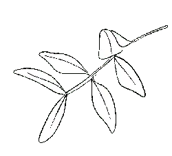 Leaf - growth - Popular Download PNG