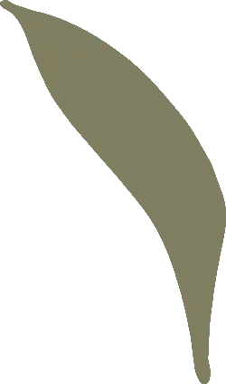 Banana Leaf - tropical - Lossless PNG