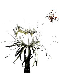 Butterfly and Flower - PNG