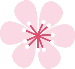 Cherry Blossom - beautiful - Transparent Background PNG - Pic 3