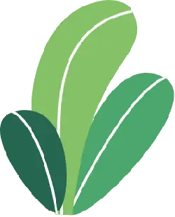 Three-leaved Plant - No Background PNG