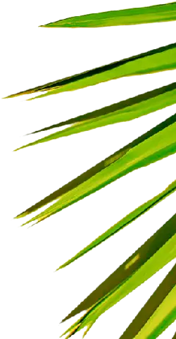 Palm Leaf - leaf - Highly Rated PNG