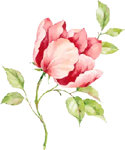 Rose - Free PNG - No Background PNG