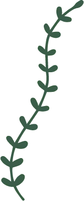 Green Vine - PNG Images