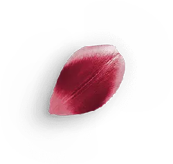 Petal - plant - PNG