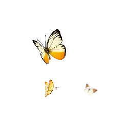 Yellow and White Butterfly - nature - Free PNG