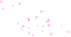Pink Petals - No Background PNG - falling