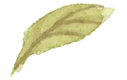 Leaf - Transparent Background PNG - Curated PNG