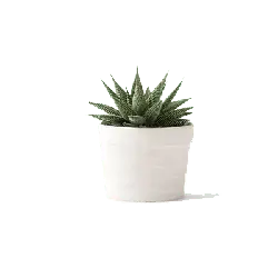 Aloe vera - plant - healthy - High Resolution PNG