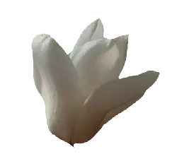 White Flower - beautiful - Free PNG