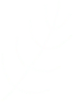 Branch - nature - line - PNG Images
