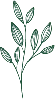 Green Plant Branches - minimalistic - No Watermark PNG