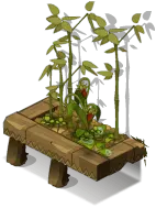 Bamboo Seedlings - growth - No Background PNG