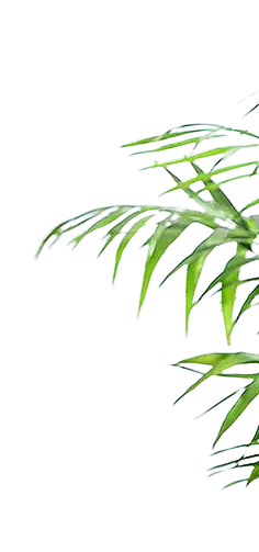 Green Plant Leaves - energy - High Resolution PNG