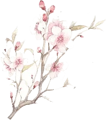 Peach Blossom - Lossless PNG - High Resolution PNG