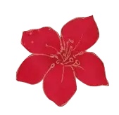 Red Flower - plant - Transparent Background PNG