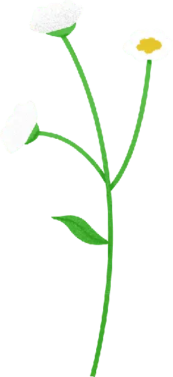 White Flowers - simple - line - No Background PNG